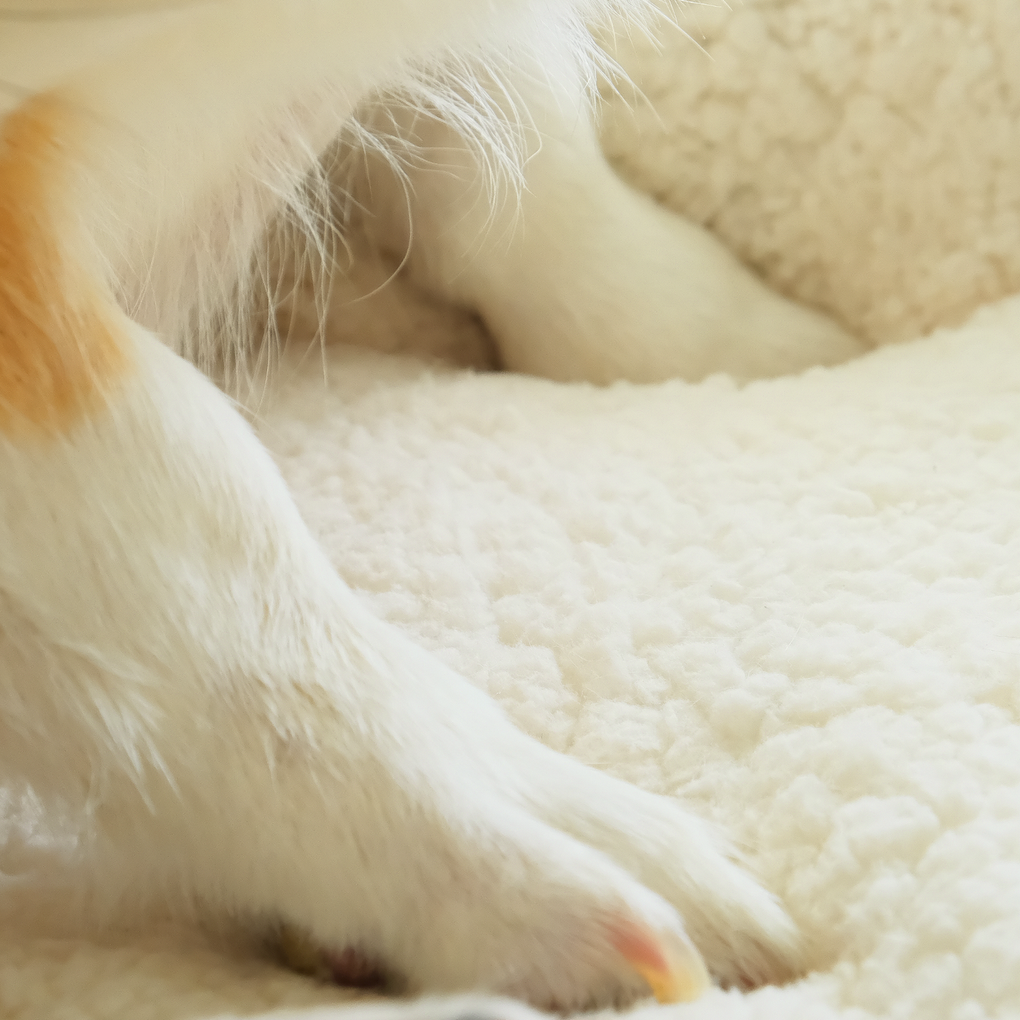 Comfy Orthopedic Dog Bed